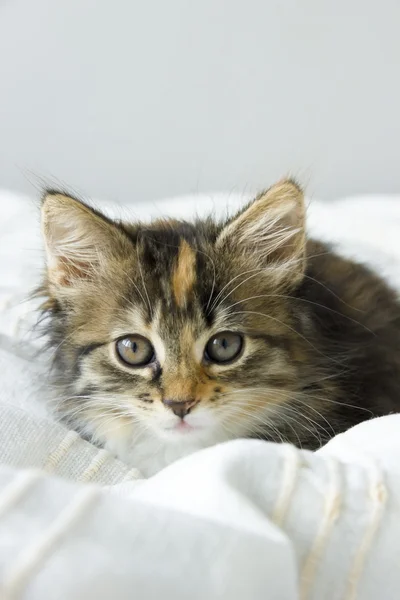 Tortie colorear Maine Coon gato en una manta beige —  Fotos de Stock