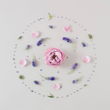 Gri arka planda pembe ve mavi çiçeklerle yapılmış yaratıcı bir düzenleme. Düz yatıyordu. Bahar, yaz, Minimal Doğa Konsepti.