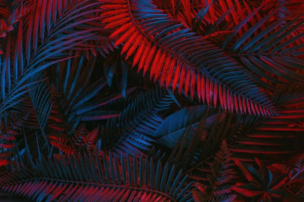 热带绿色棕榈叶呈充满活力的梯度霓虹灯色 最小自然平铺花卉图像 免版税图库图片