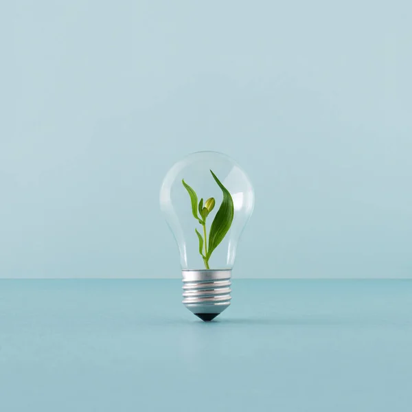 Creative layout with a plant growing inside the light bulb. Green eco energy concept.
