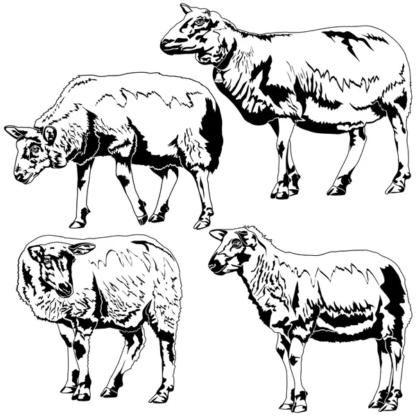 Ovce v různých pozicích — Stockový vektor