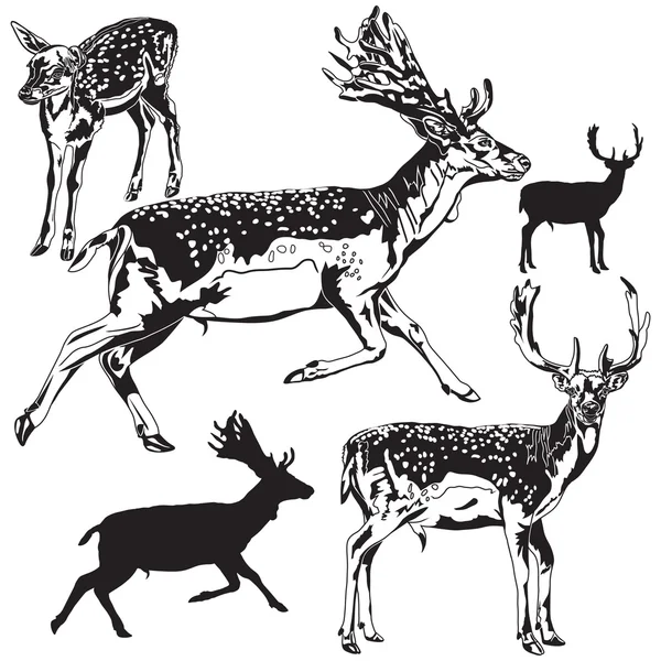 Set of deers — Stock Vector