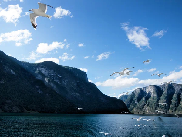 Fjord van Noorwegen — Stockfoto
