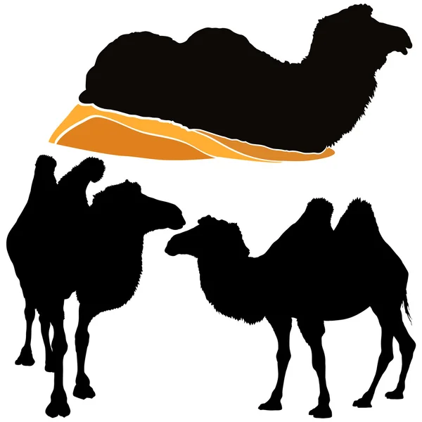 Kamele — Stockvektor