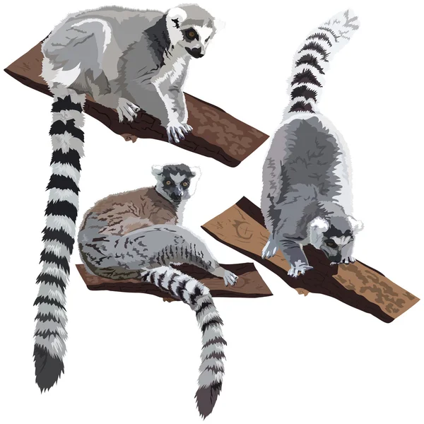 lemurlar