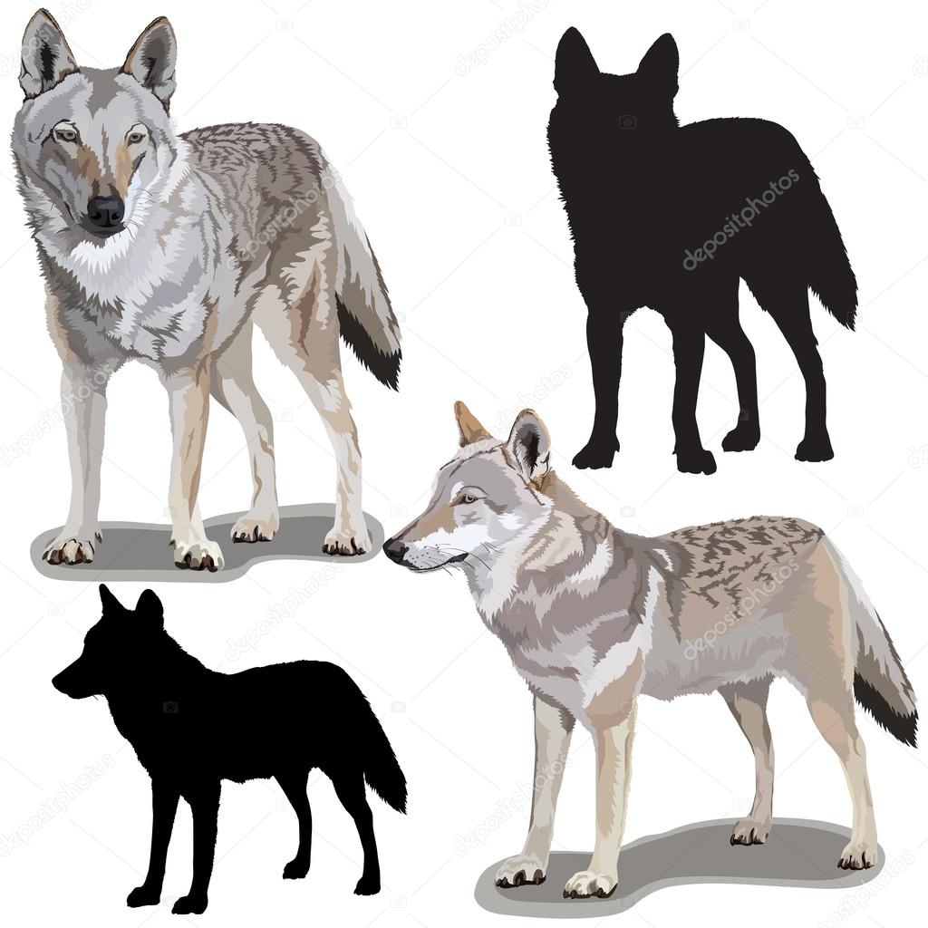 Set of Wolfs