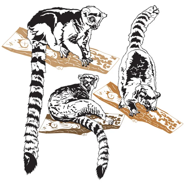 Lemurs — Stock Vector
