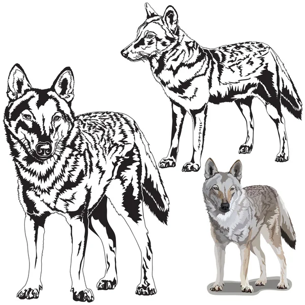 Wolfs kümesi
