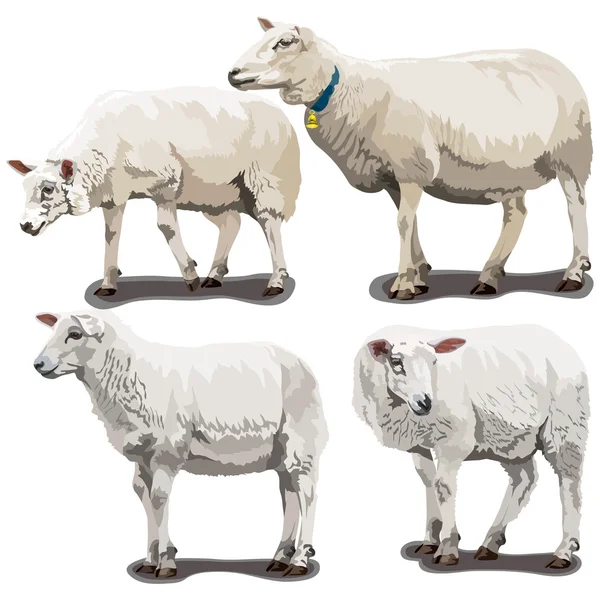 羊在不同的姿势 — 图库矢量图片
