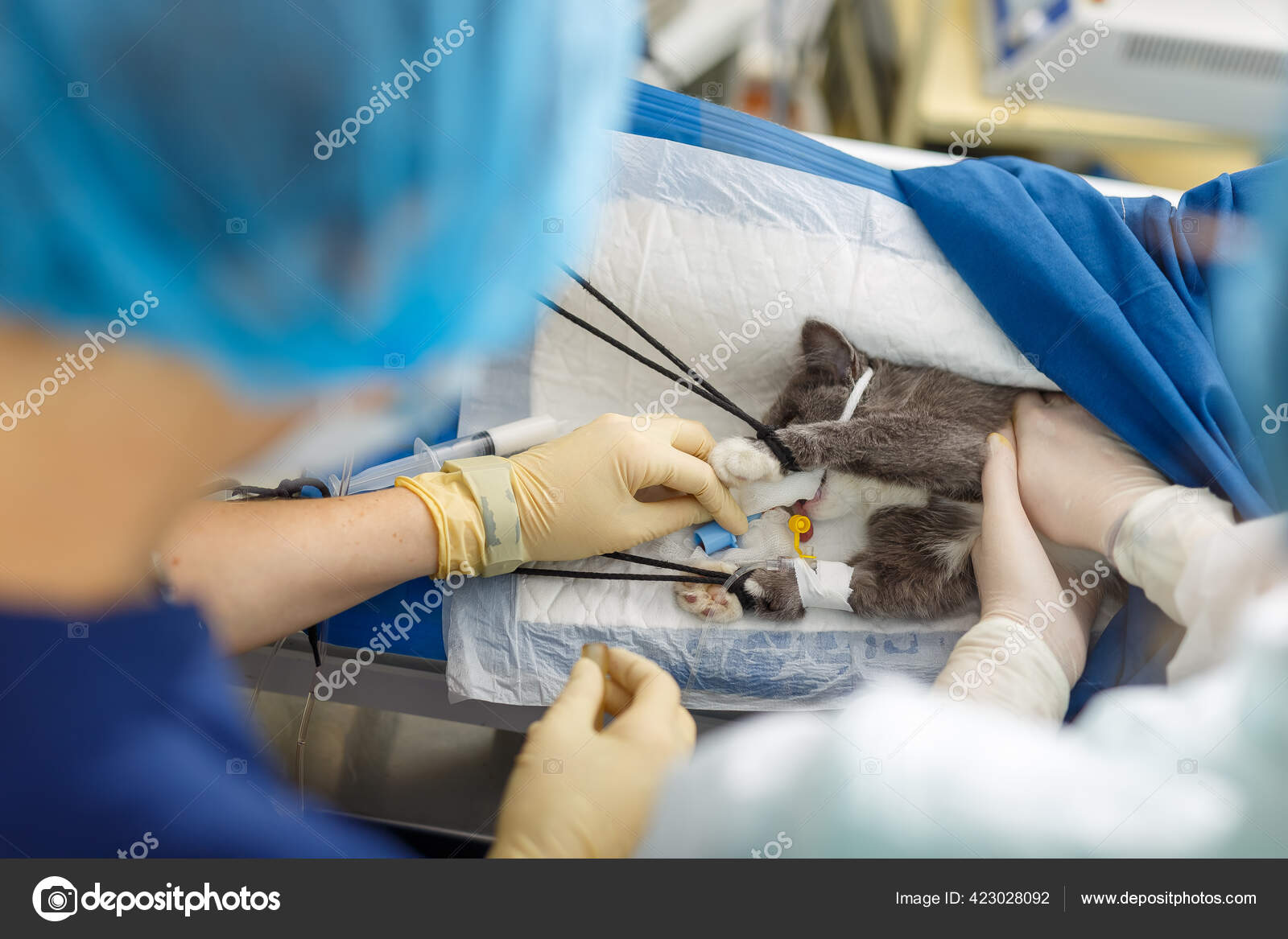 Reanimation Chat Apres œdeme Pulmonaire Arret Cardiaque Chirurgie Sur Chat Image Libre De Droit Par Ermmakk C Reanimation Chat Apres œdeme Pulmonaire Arret Cardiaque Chirurgie Sur Chat Image Libre De Droit Par Ermmakk C