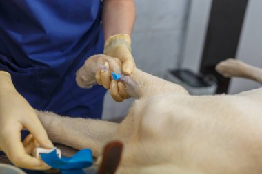 Köpek patine, veterinere, anestezi uzmanına kateter takmış. Köpeği ameliyata hazırlıyor.