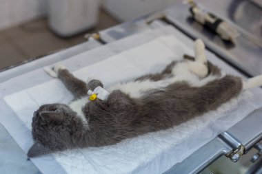 Kedi ameliyata hazır, kedi stilize etme, genel anestezi.