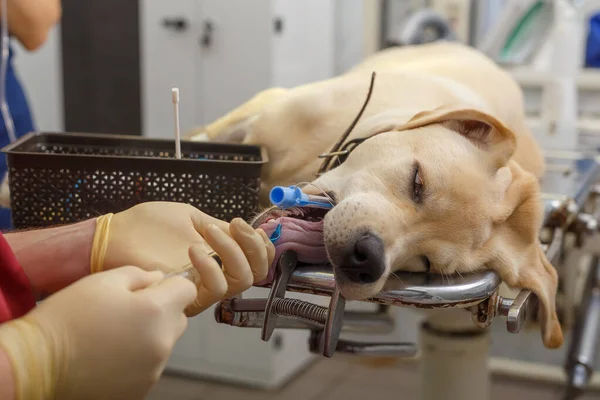 Ameliyattan önce akciğerlerin nefes alması ve havalandırılması için bir tüp yerleştirilmiş. Anestezi sırasında akciğerlerin yapay havalandırılması.