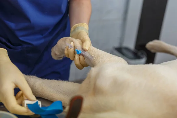 Köpek patine, veterinere, anestezi uzmanına kateter takmış. Köpeği ameliyata hazırlıyor.