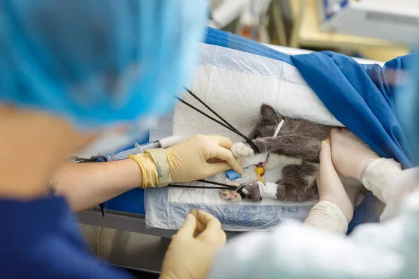 Akciğer ödemi ve kardiyak arrest sonrası kediyi canlandırma, evcil kedi üzerinde ameliyat