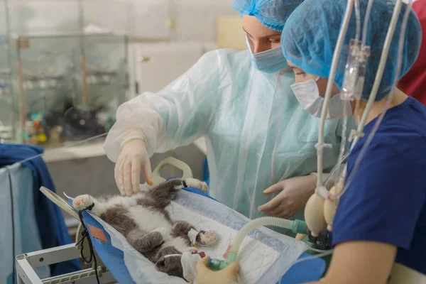 肺水腫と心停止後の猫の蘇生国内猫の手術 — ストック写真