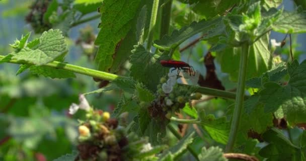 Pyrrhocoris Apterus Recoge Polen Una Planta — Vídeo de stock