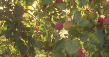 Işık elma ağacının dallarını delip geçer. Elmalar dallarda, yakın plan, gündüz, arka plan