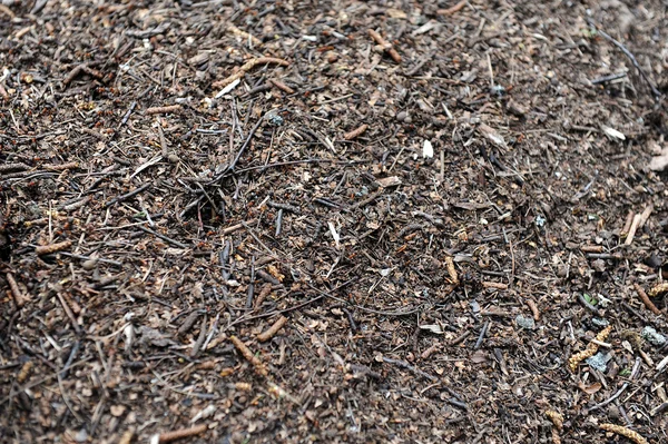 Ant hill as a background close-up — Stock Photo, Image