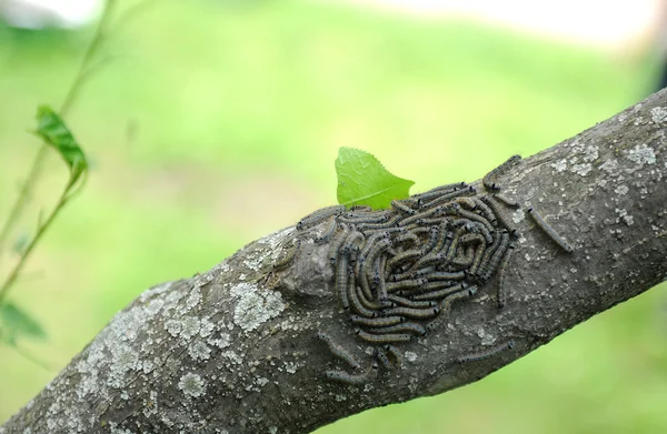 Racimo de polilla lacayo oruga en el árbol — Foto de Stock