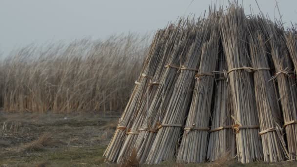 Hromadu sebrané Orobinec sušení v dunajské deltě — Stock video