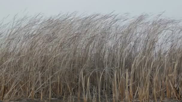 Cattail soplado por el viento en un día de invierno — Vídeos de Stock