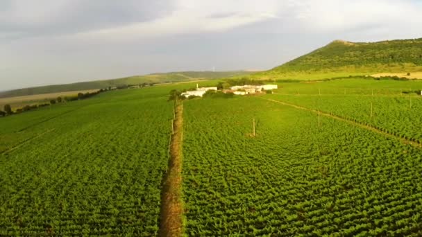 Belos vinhedos paisagem em cores de verão, vista aérea — Vídeo de Stock