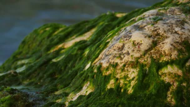 Sea waves and algae on a stone — Stock Video