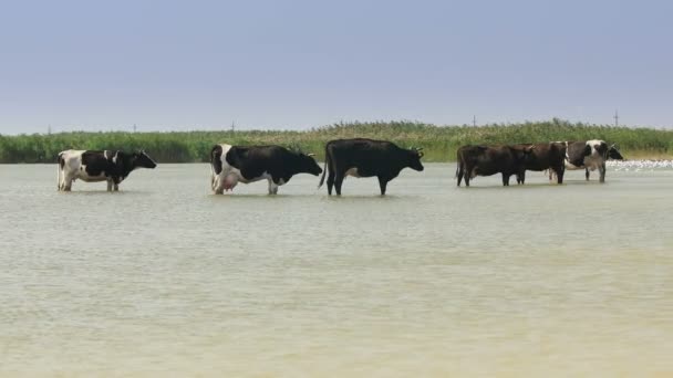 Mucche in piedi in acqua e raffreddandosi dal sole cocente — Video Stock