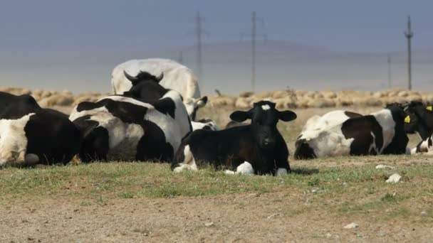 Vacas descansando en el delta del Danubio — Vídeos de Stock