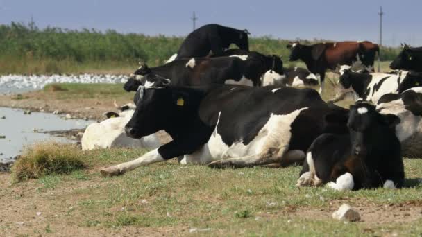 Cows resting in the danube delta — Stock Video