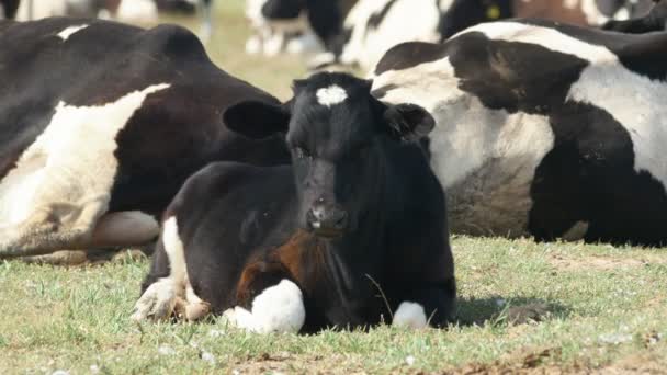 Bebé ternero descansando en el delta del Danubio — Vídeos de Stock