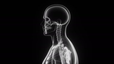 İnsan vücudu ve iskeletinin 3D animasyonu, X-ray
