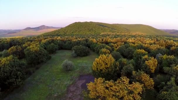 Balkan mixed forest, aerial view — Stock Video