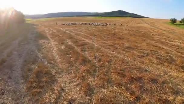 Aerial view of grazing animals on fertile land — Stock Video