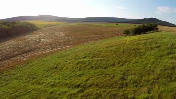 Aerial view of grazing animals on fertile land — Stock Video