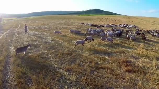 Vista aérea de animais de pastagem em terras férteis — Vídeo de Stock