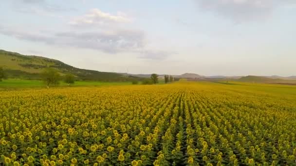 Vue aérienne du champ de tournesols — 图库视频影像
