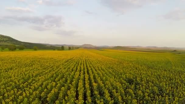 Вид с воздуха на поле подсолнухов — стоковое видео