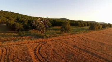ağaç ile leylek havadan görünümü