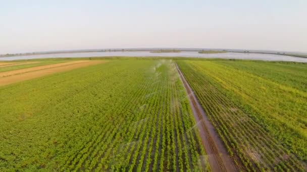 Irrigazione di verdure vista aerea — Video Stock