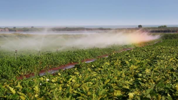 Riego de hortalizas en el campo — Vídeos de Stock