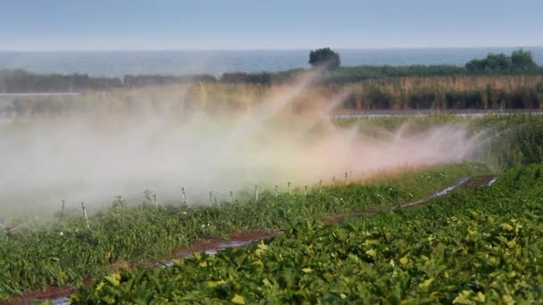 Irrigation of vegetables into the field — Stock Video