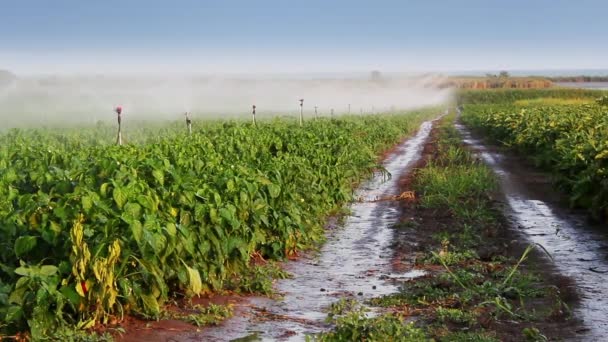 Irrigatie van groenten in het veld — Stockvideo