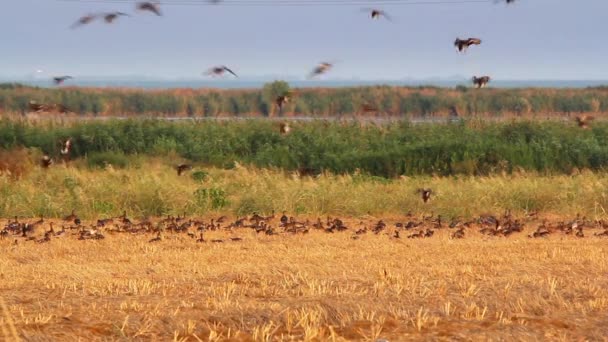 Wildenten im Donaudelta — Stockvideo