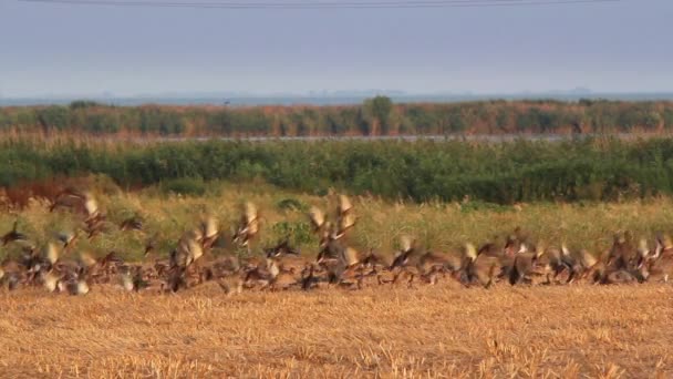 Patos salvajes en el delta del Danubio — Vídeos de Stock