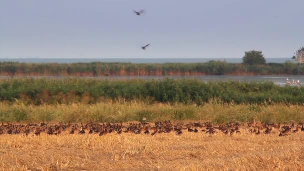 Patos salvajes en el delta del Danubio — Vídeos de Stock