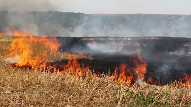 Field burning — Stock Video