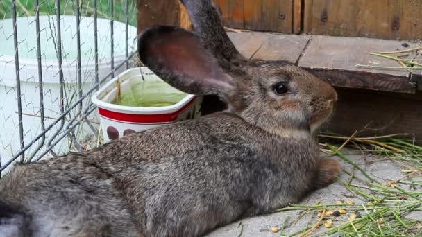 Conejo marrón descansando — Vídeos de Stock