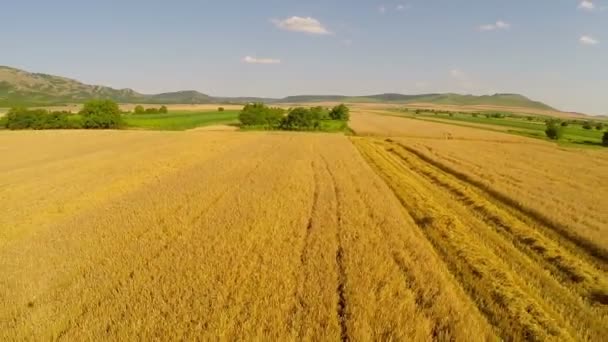 Récolte du blé vue aérienne — Video